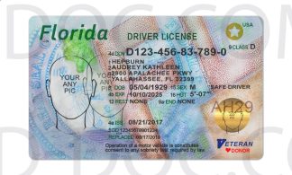 USA Florida Driver License front back sides
